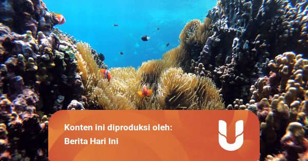 5 Fakta Unik Seputar Terumbu Karang
